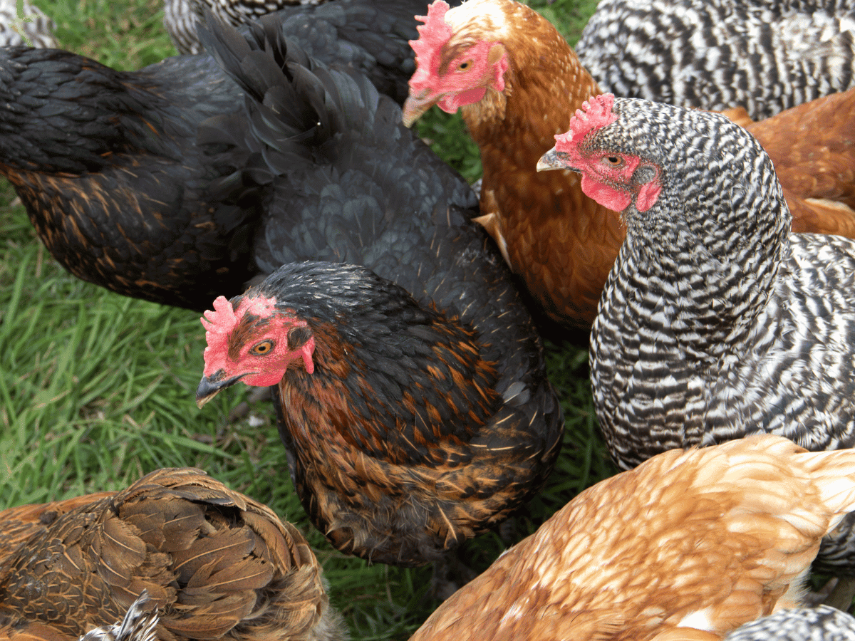 mix of heritage chickens foraging