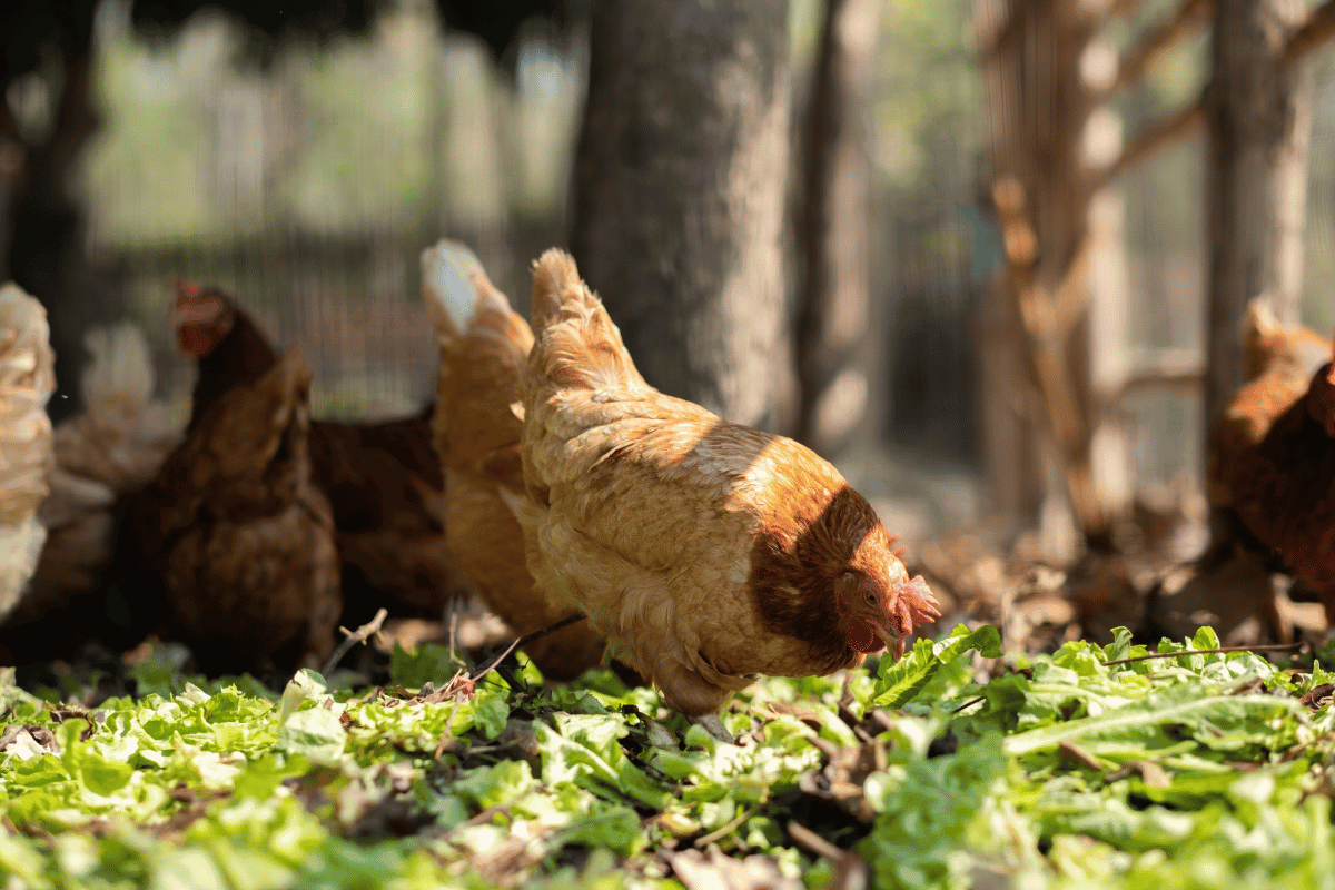 pasture raised chickens foraging for bugs