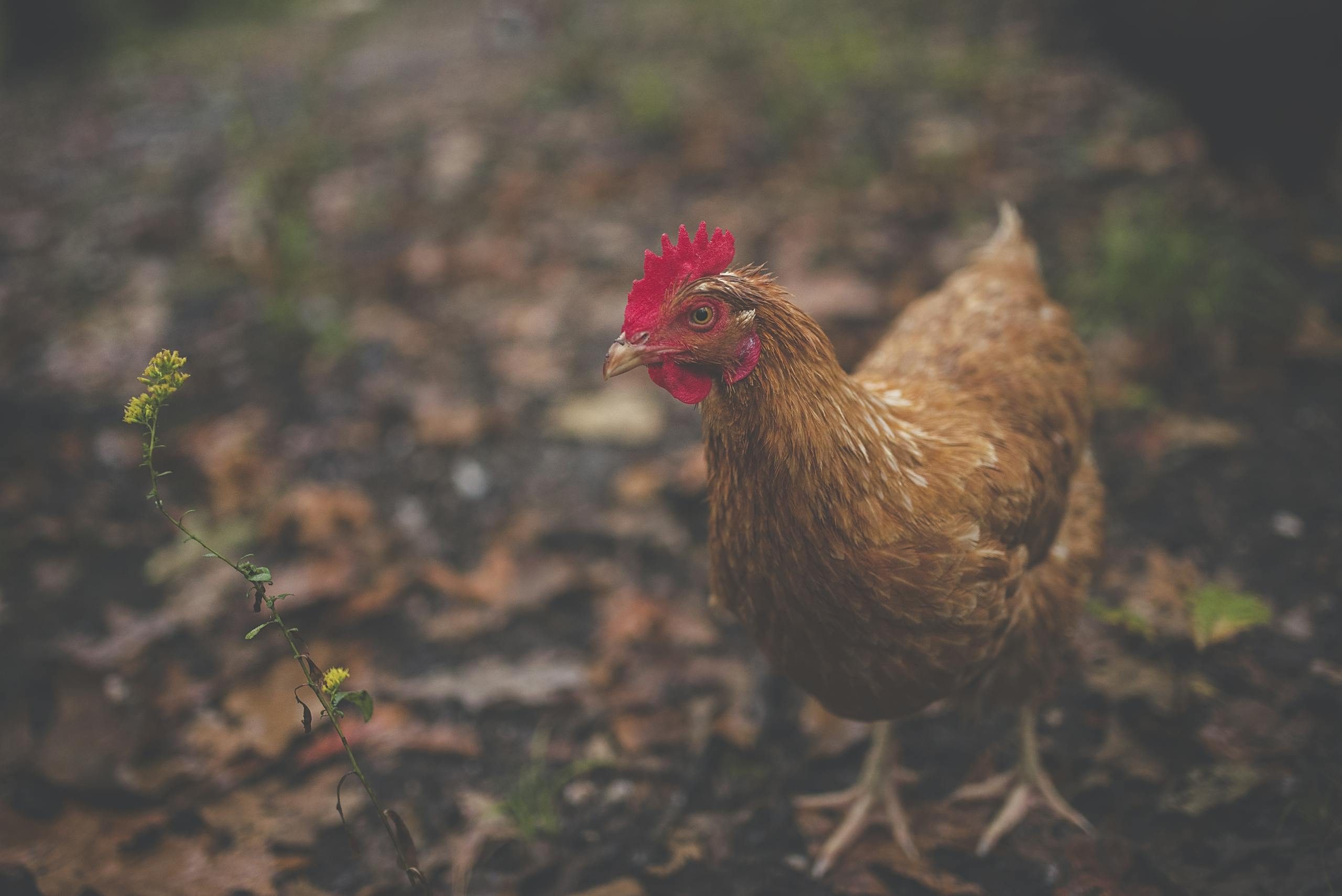 A brown hen standing on an autumn leaf-covered ground, captured in a natural outdoor setting.