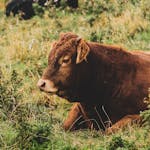 Close-up of a brown cow resting in a grassy field during daytime.