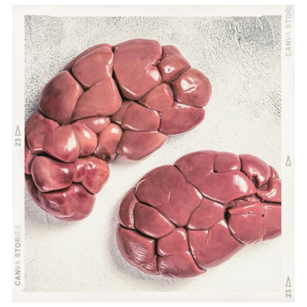 Primal Pup Organ Box - Image 3
