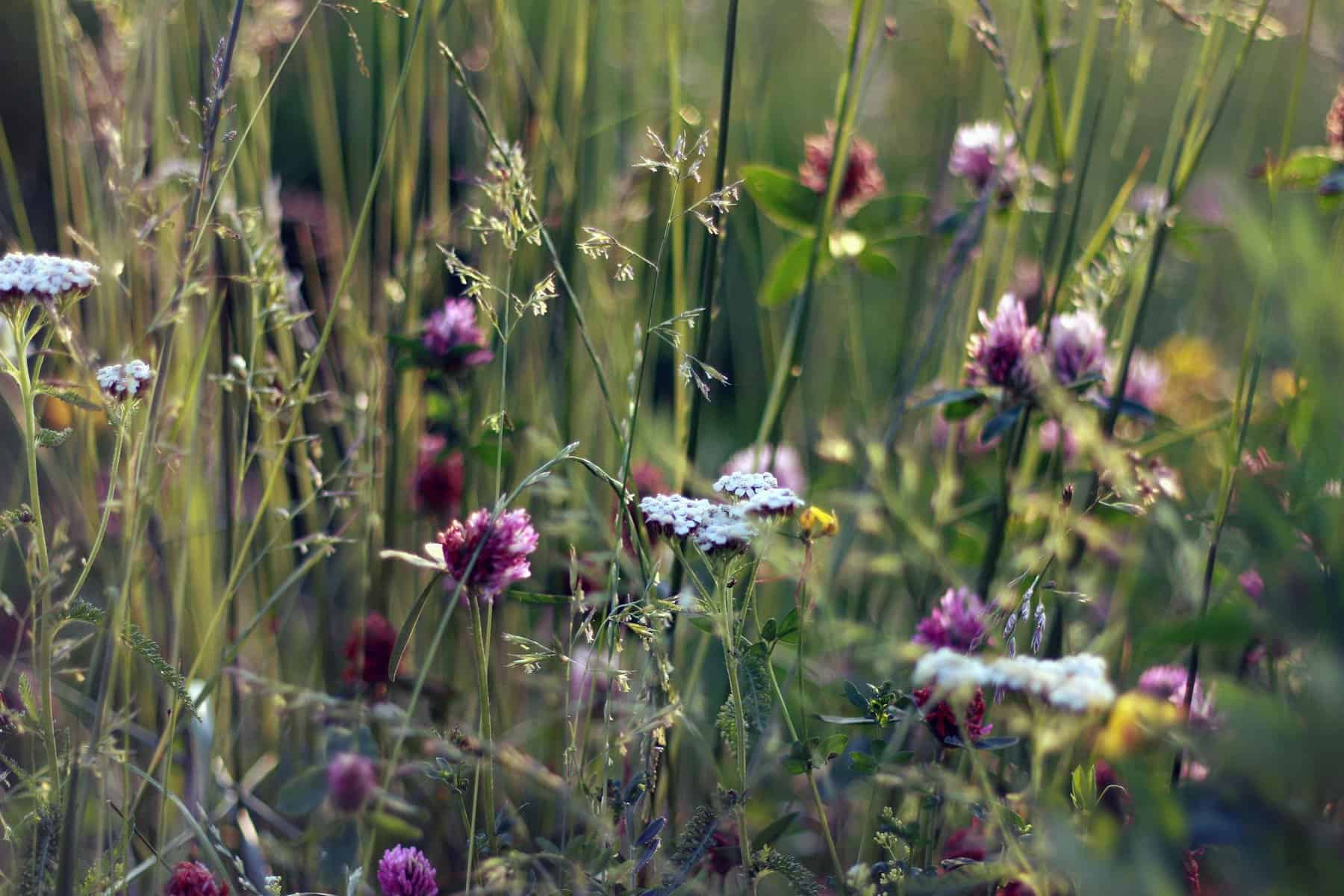 A serene wildflower meadow with blooming flowers and grasses in the summer sun.