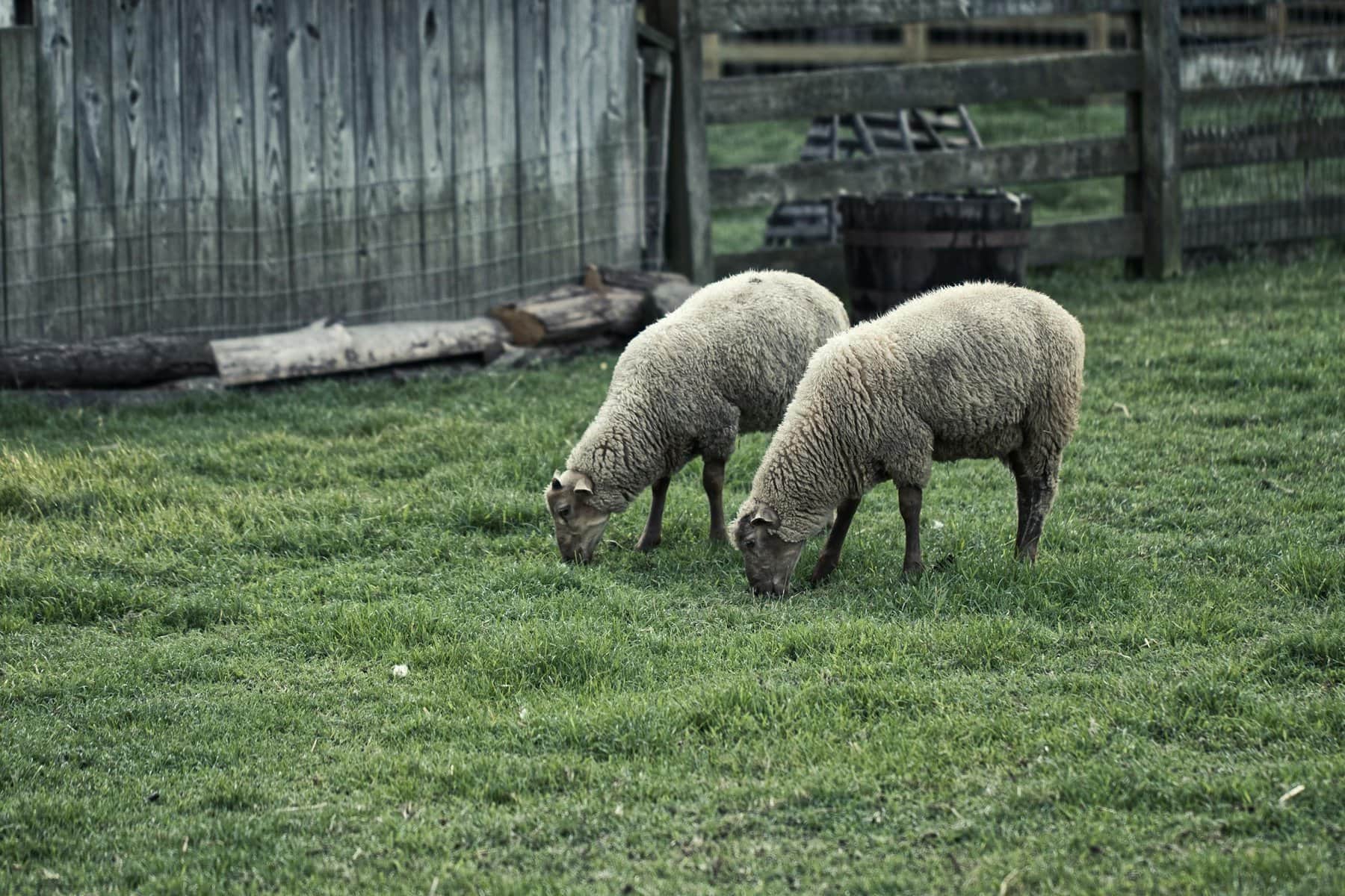 Two sheep graze in a tranquil rural setting, highlighting pastoral life.